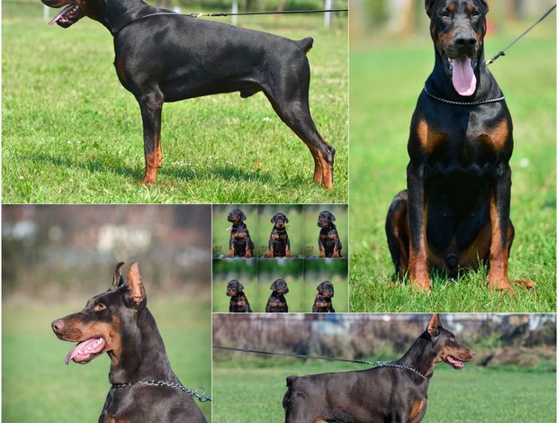 Doberman Pinscher Doberman puppies