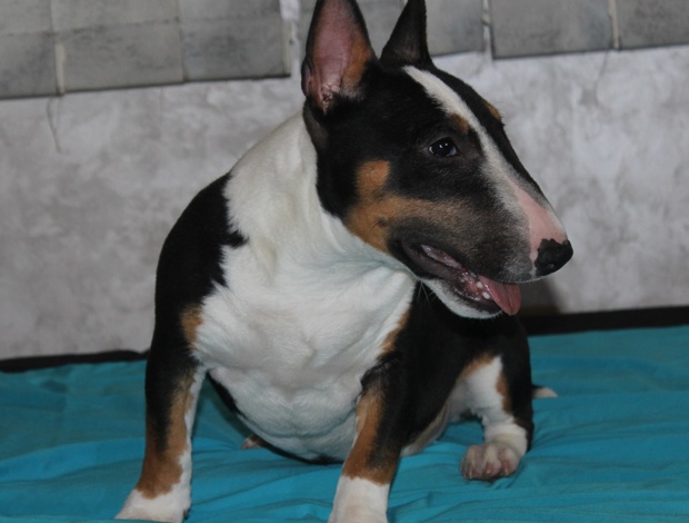Bull Terrier (Miniature) Miniature Bull Terrier puppies