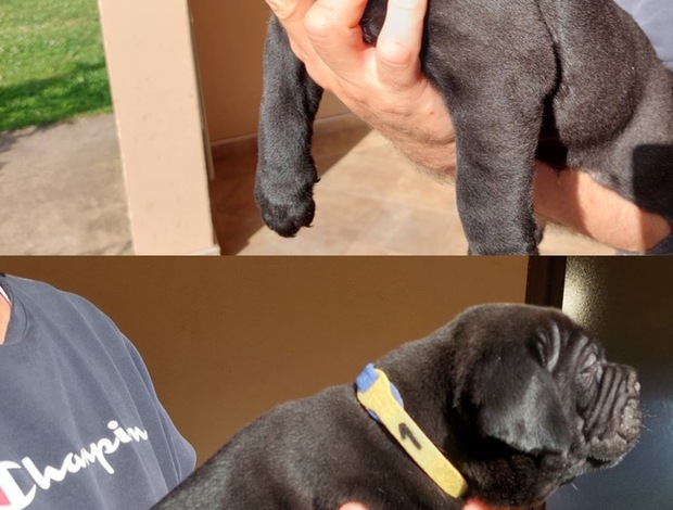 Cane Corso Cane Corso puppies