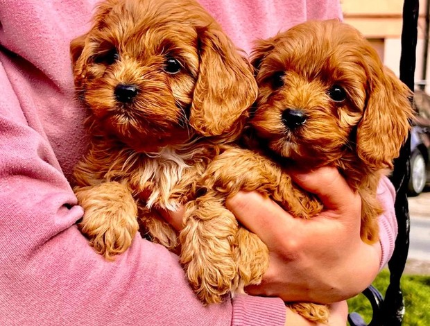 Cavalier King Charles Spaniel Cavapoo puppies