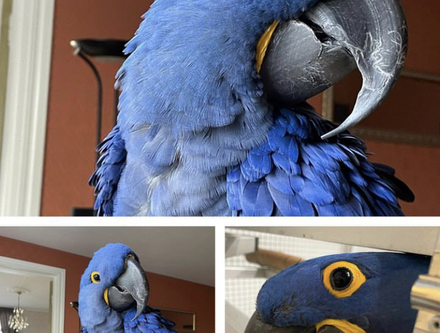 African Grey Parrot Beautiful African grey parrots and Hyacinth macaws available