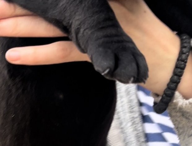 Boerboel South African Mastiff Boerboel puppies for sale