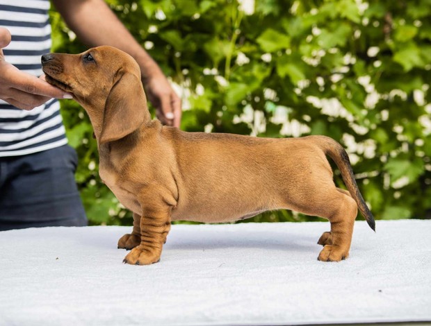 Dachshund Standard Dachshund puppies