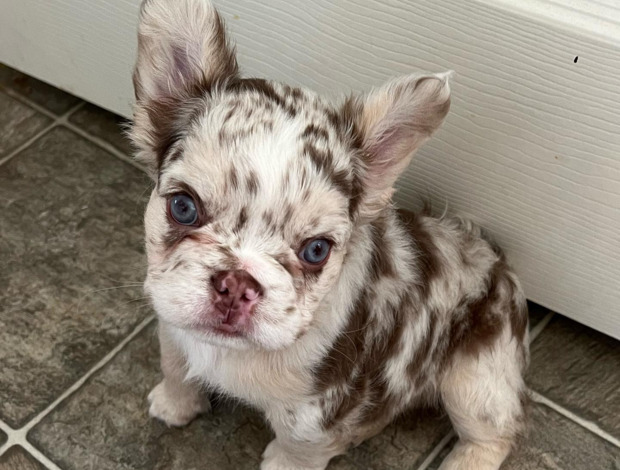 French Bulldog French Bulldog Breeder | The Frenchise