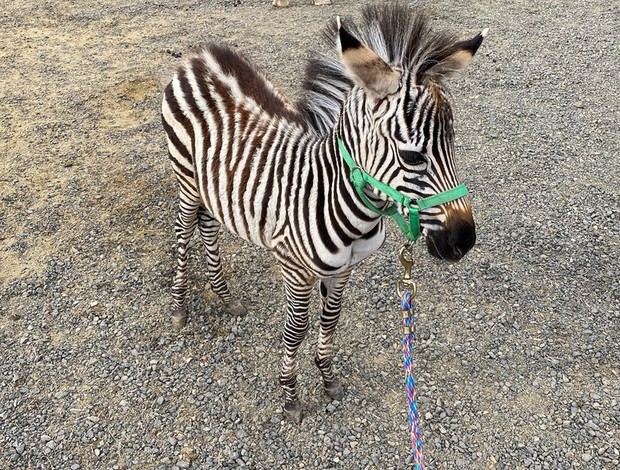 Zebra Young zebras for sale
