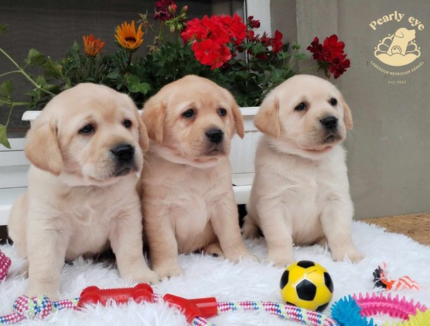 Labrador Retriever Labrador retriever puppies