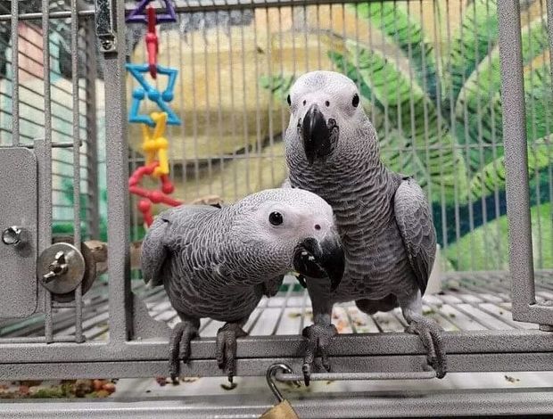 African Grey Parrot Handreared Baby African Greys for Sale