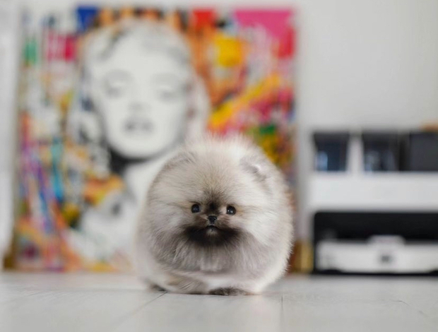 Pomeranian Cute Babi Pom rare color