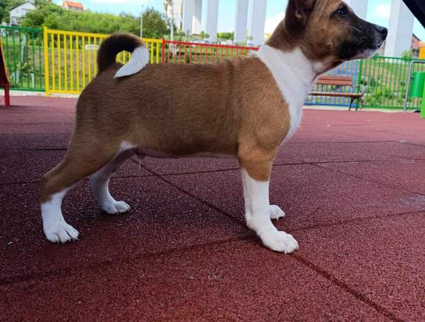 Basenji Basenji puppies for sale