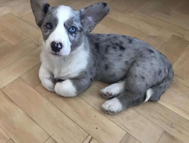 Welsh Corgi, Pembroke Welsh Pembroke Corgi Puppies