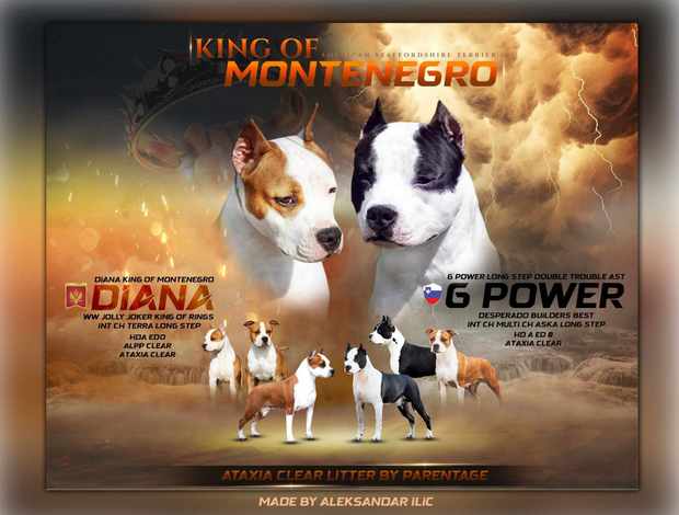 American Staffordshire Terrier American Staffordshire Terrier puppies