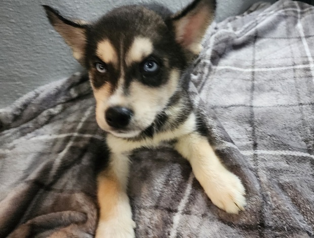 Siberian Husky Siberian husky