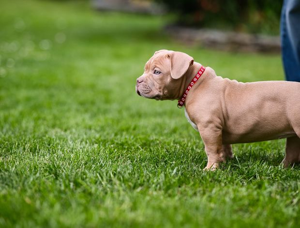 Other American Bully  puppies for sale