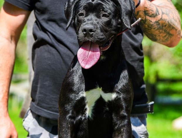 Cane Corso Cane Corso female puppy