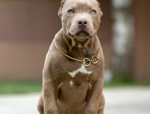 Other American Bully puppies