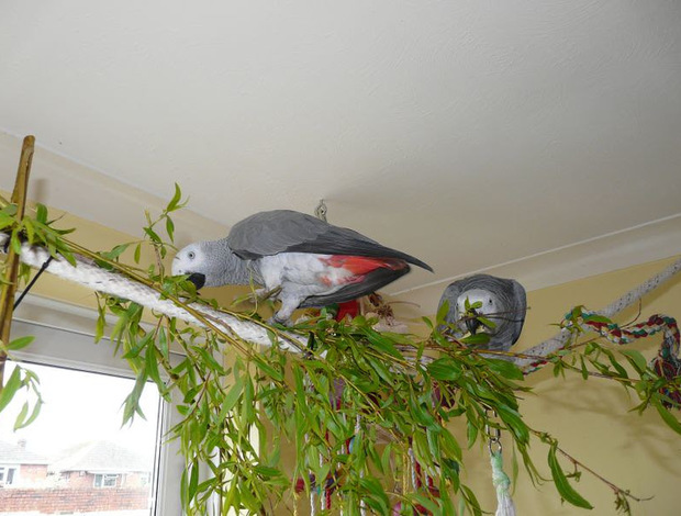 African Grey Parrot Talented  African Grey Parrots Available