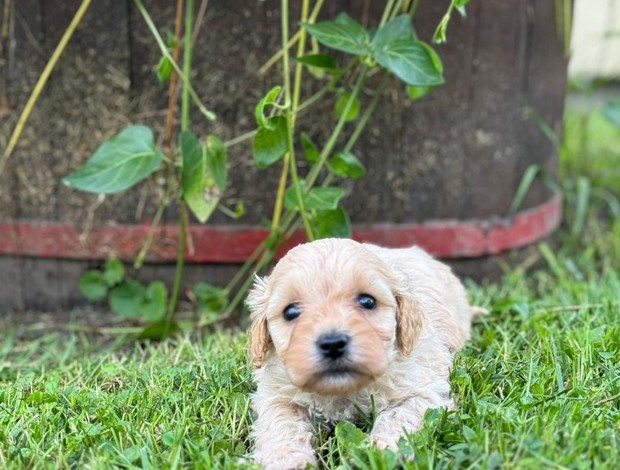 Other Maltipoo puppies for sale