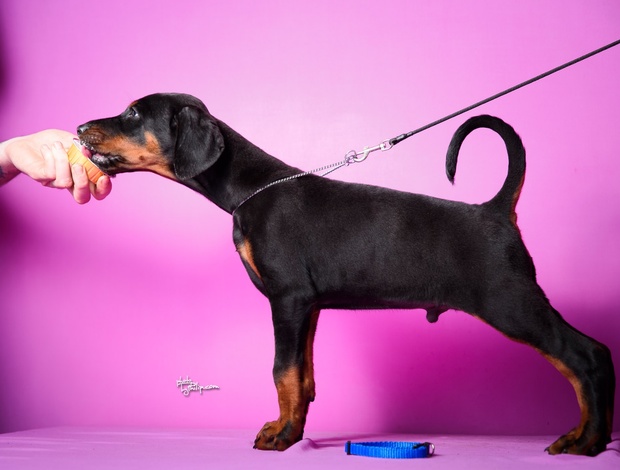 Doberman Pinscher Doberman puppies