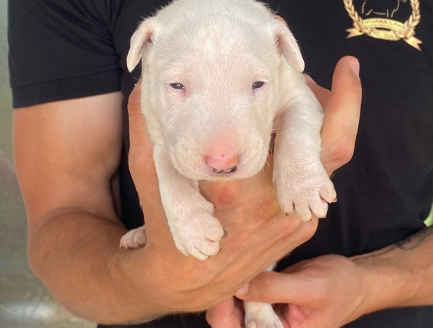 Bull Terrier Standard bull terrier puppies