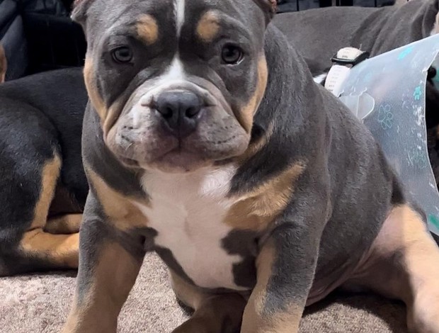 Other American Bully pocket puppies