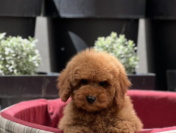 Poodle Miniature poodle puppies