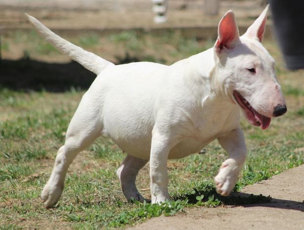 Bull Terrier (Miniature) Miniature Bull Terrier puppies
