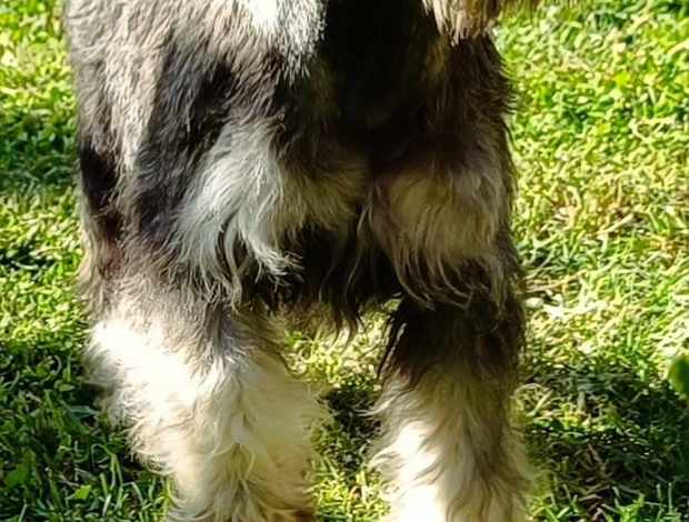 Miniature Schnauzer Miniature Schnauzer puppies