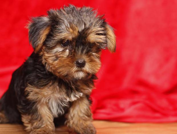 Yorkshire Terrier Very healthy and cute Yorkshire Terrier puppies