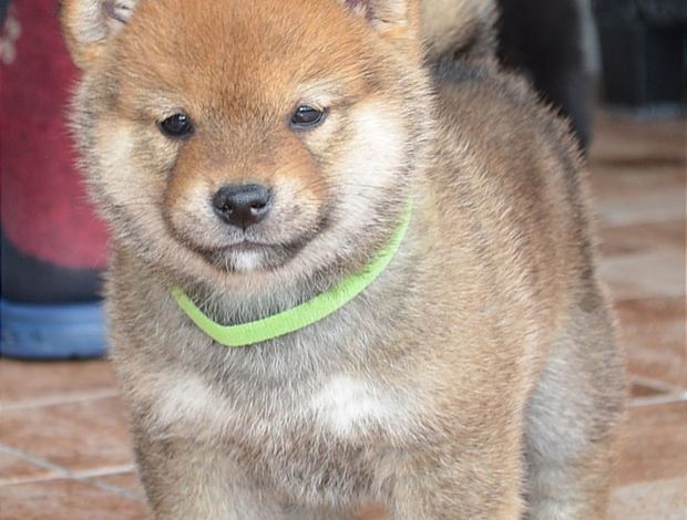Shiba Inu Shiba Inu  puppies