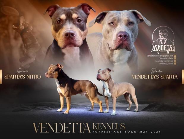 American Pit Bull Terrier American Pit Bull Terrier puppies