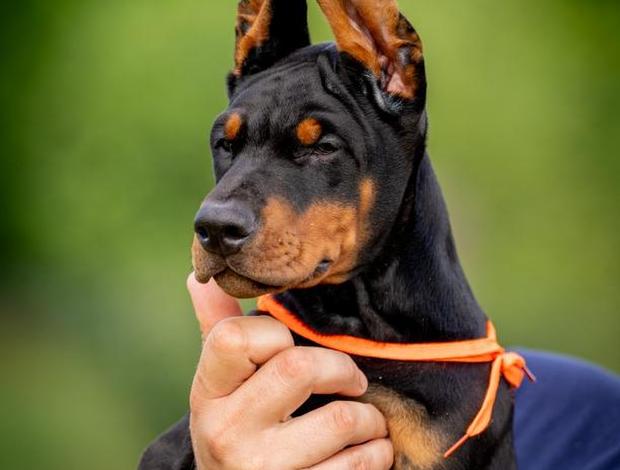 Doberman Pinscher Doberman puppies