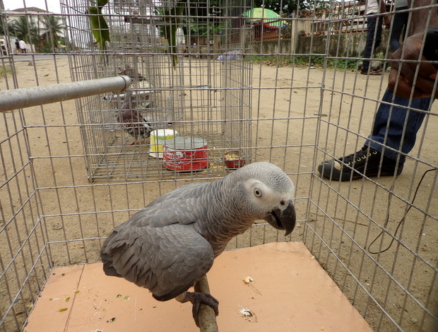 African Grey Parrot Male African Grey Parrots Available