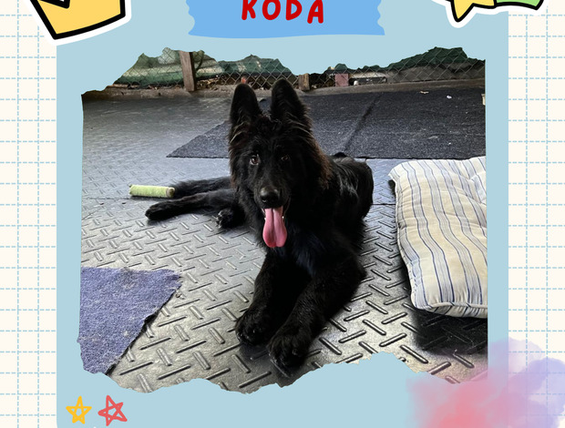 German Shepherd Dog Stunning All Black Male German Shepherd