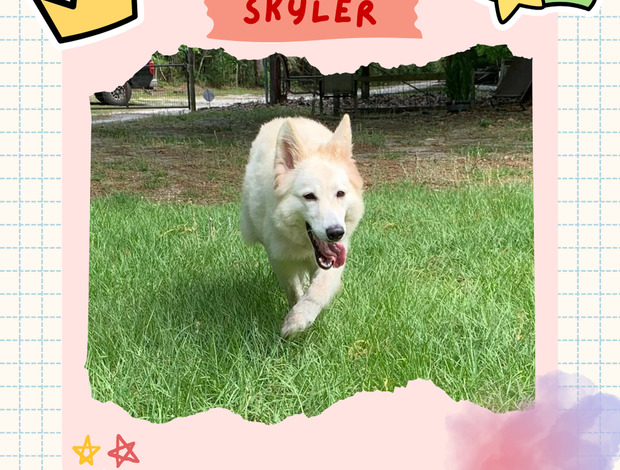 Berger Blanc Suisse Gorgeous Female Berger Blanc Suisse AKA Swiss White Shepherd