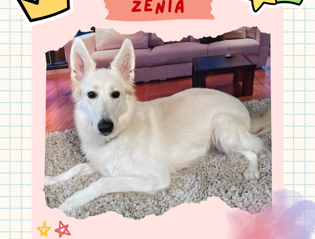 Berger Blanc Suisse Gorgeous Female Berger Blanc Suisse AKA Swiss White Shepherd