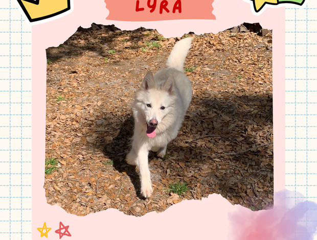 Berger Blanc Suisse Gorgeous Female Berger Blanc Suisse AKA Swiss White Shepherd