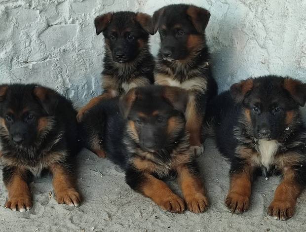 German Shepherd Dog German Shepherd puppies