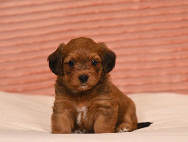 Havanese Havanese Bichon puppies
