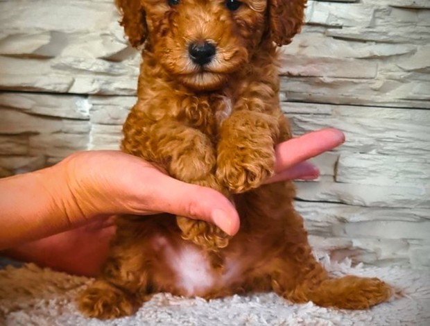 Poodle Mini Poodle puppies