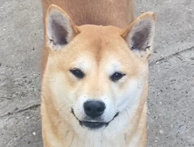 Shiba Inu Shiba inu puppies