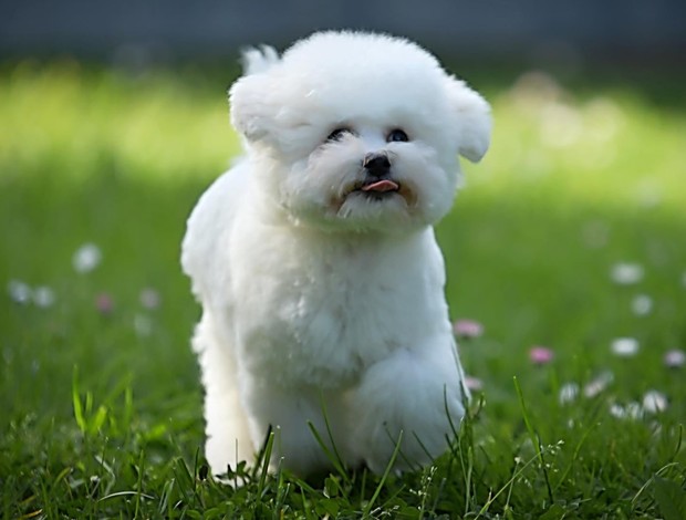 Bichon Frise Bichon Frise puppy