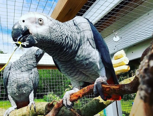 African Grey Parrot African Grey Parrots for your Kids