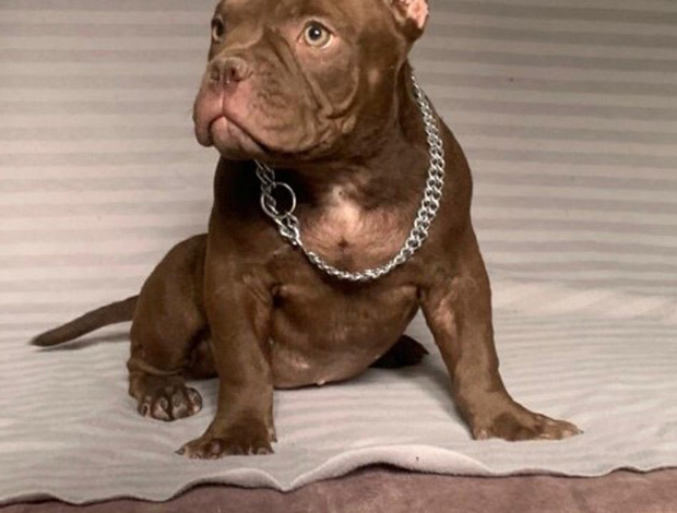 Other American Bully Exotic Micro  puppies