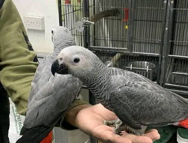 African Grey Parrot Baby African grey parrots for sale