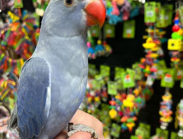 Parakeet Indian Ringneck parakeets for sale