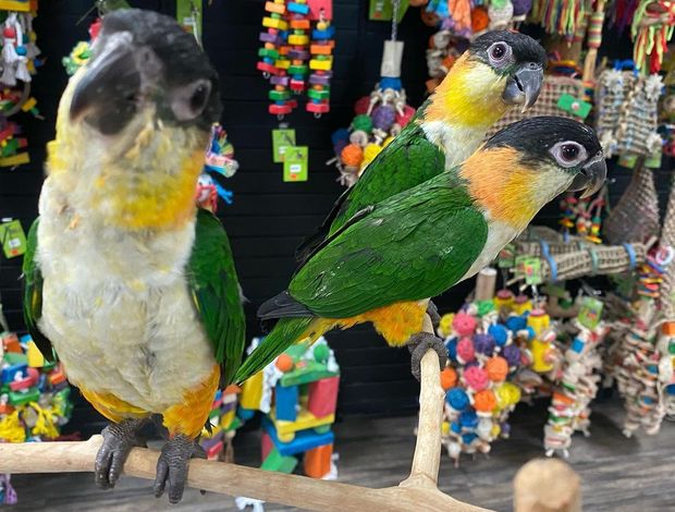 Caique Caique parrots for sale