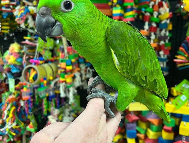 Amazon Parrot Talking amazon parrots babies for sale