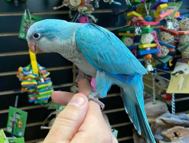 Parakeet Quaker parakeets for sale
