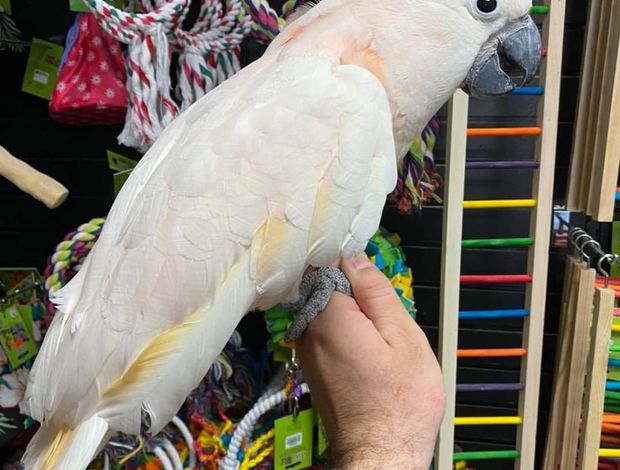 Cockatoo Young and tamed cockatoos birds for sale