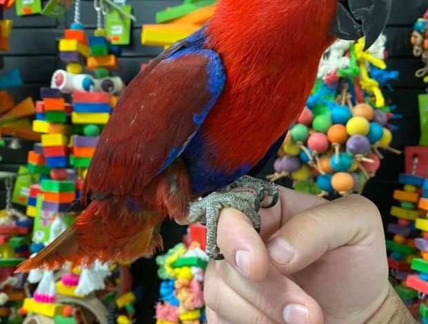 Eclectus Male and Female Eclectus Parrots available